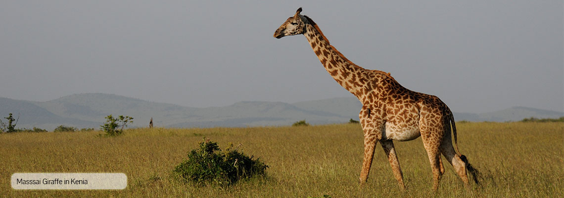 Massai Giraffe in Kenia