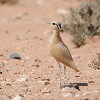 Rennvogel in Marokko